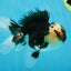 AAA Grade Panda Oranda Male 5 inches #051625OR_28