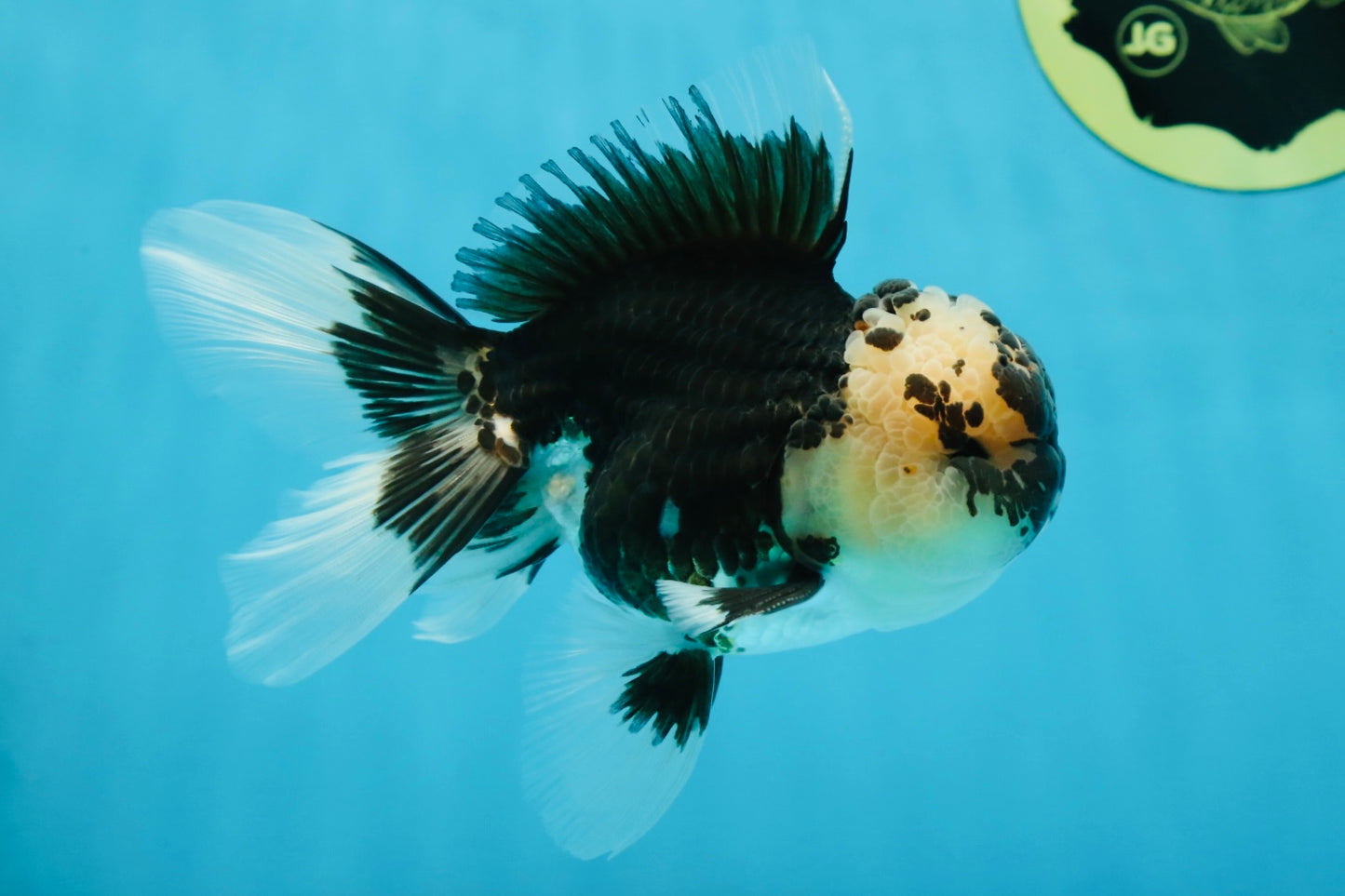 AAA Grade Panda Oranda Male 5 inches #051625OR_28