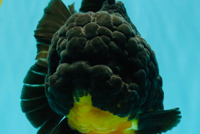THE THING AAA Grade Apache Yuanbao Female 7 inches #072426YB_05