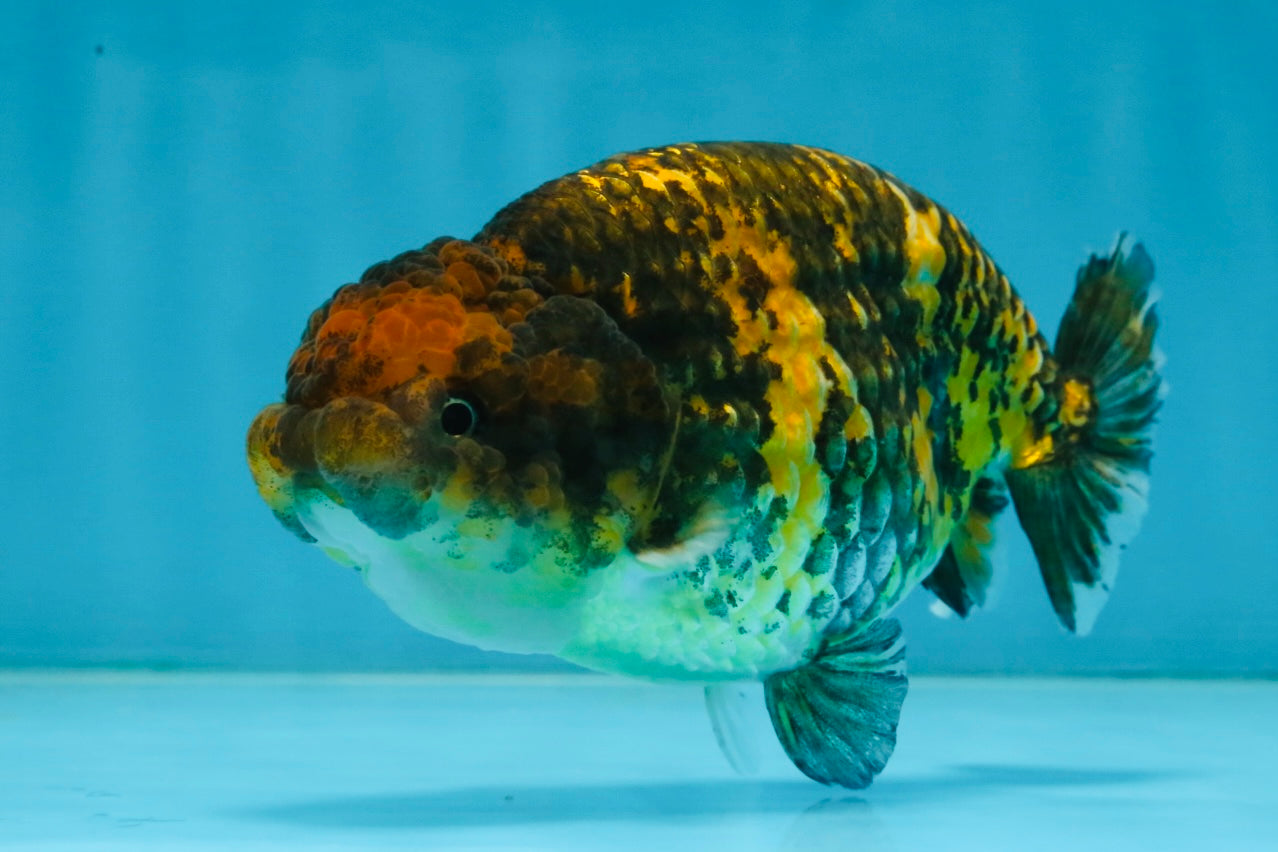 A Grade Tiger LionQueen 5 inches #101025LC_16