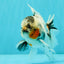 Marble Oranda Male 5.5 inches #071026OR_35