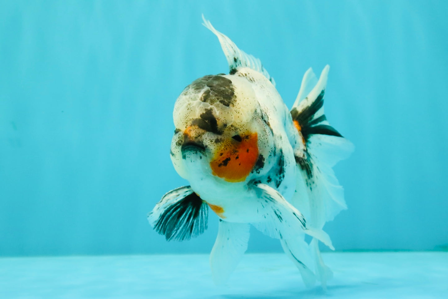 Marble Oranda Male 5.5 inches #071026OR_35