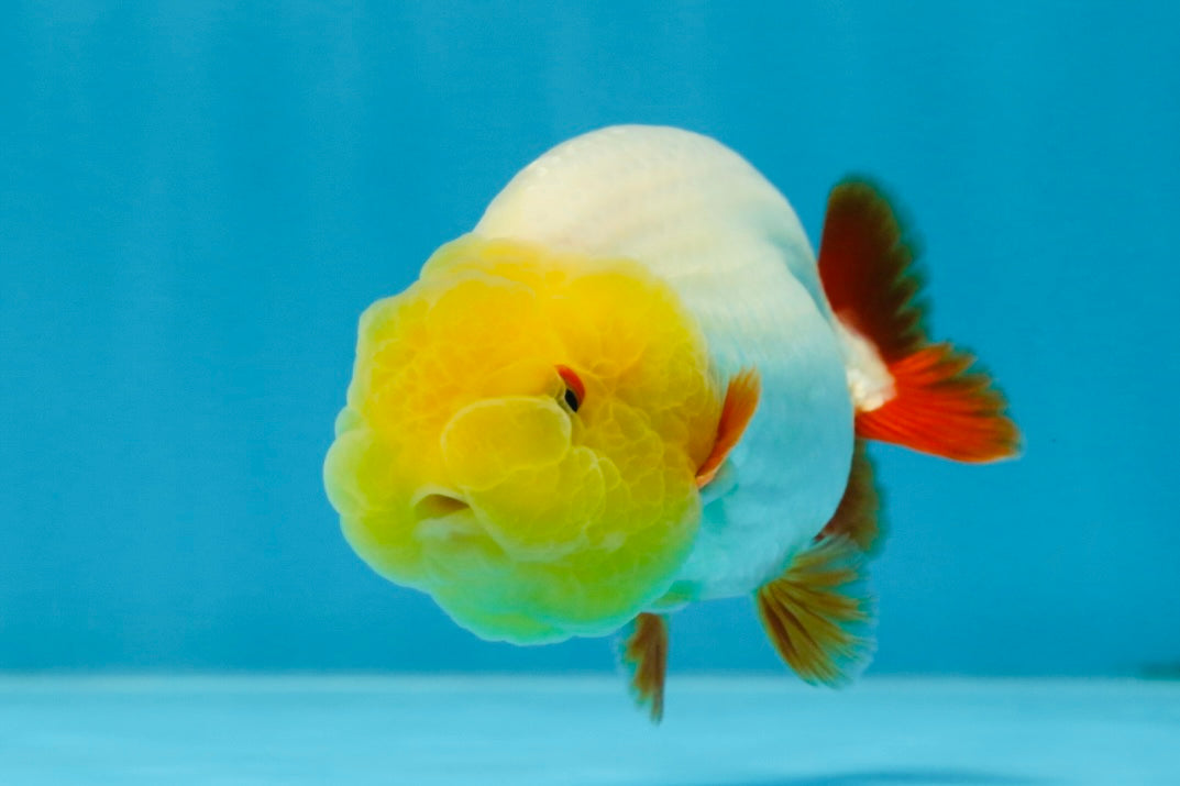 A Grade Lemonhead LionKing 3.5 inches #070425LC_06