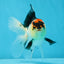 A Grade Angry Bird Tricolor Oranda Male 4.5-5 inches #053025OR_14