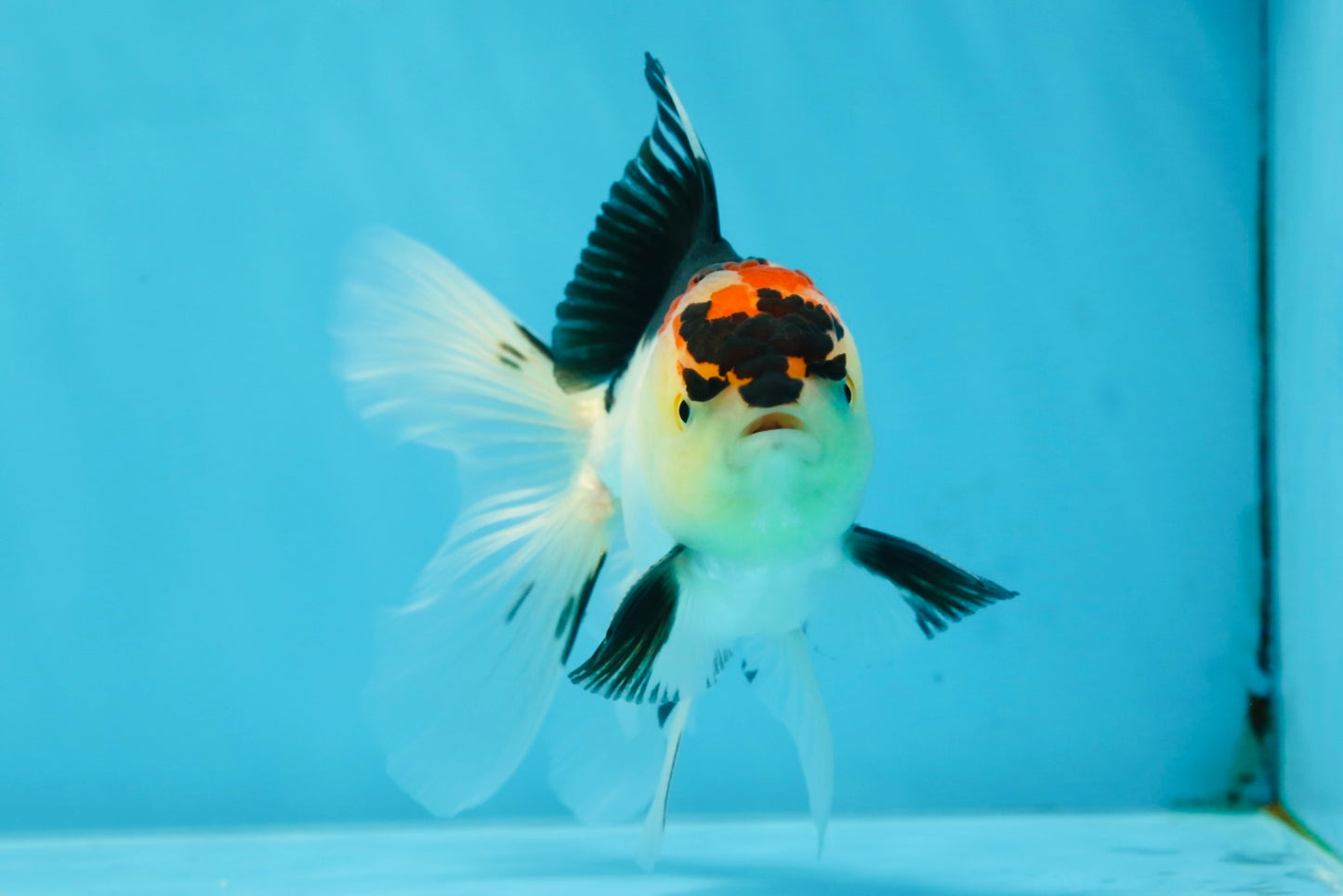 A Grade Angry Bird Tricolor Oranda Male 4.5-5 inches #053025OR_14