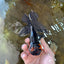 A Grade Chonky Tricolor Oranda Male 5 inches #062025OR_19
