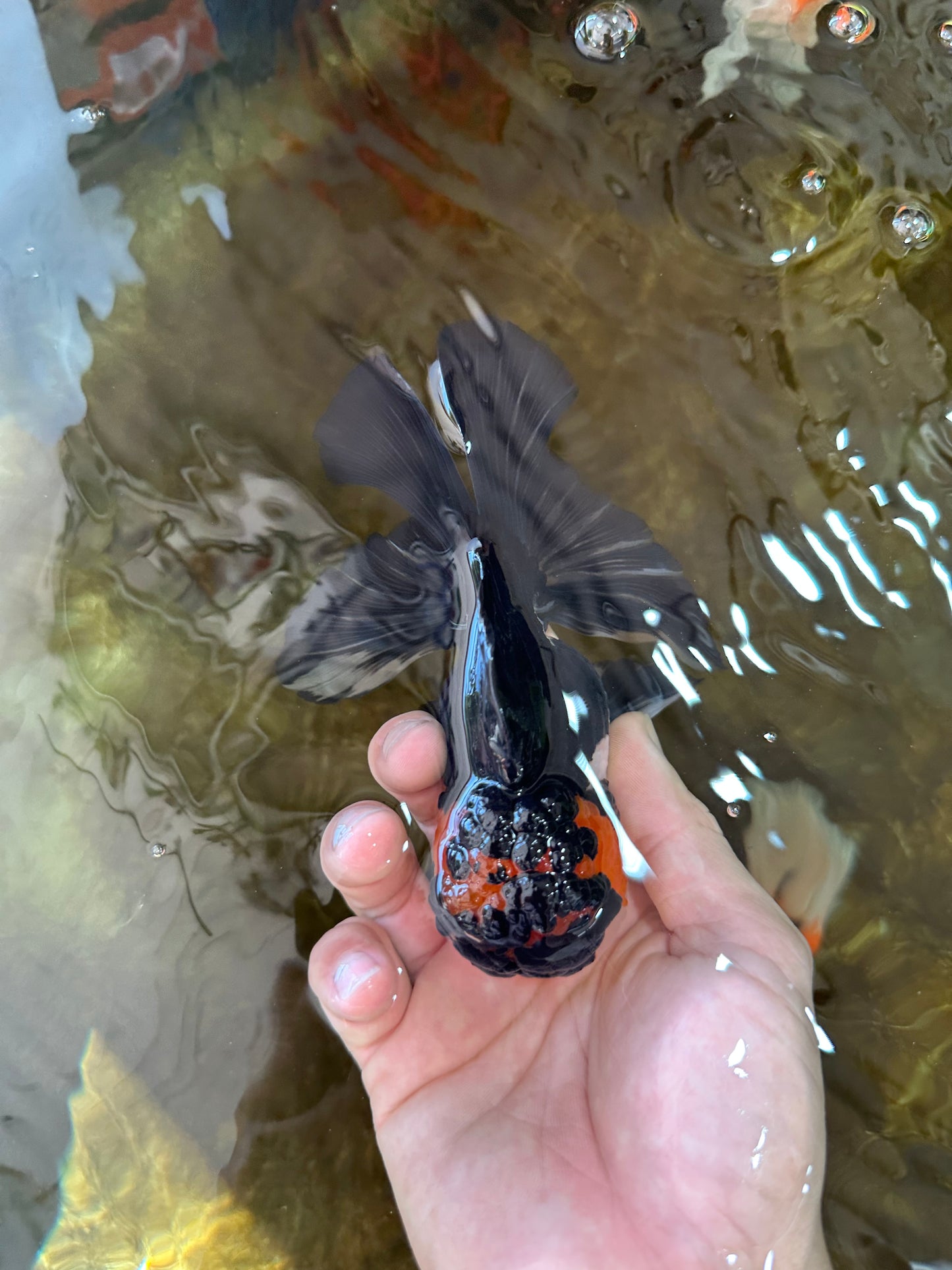 A Grade Chonky Tricolor Oranda Male 5 inches #062025OR_19