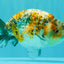 SPECIAL Calico Blue Base Ranchu Male 5.5 Inches #100226RC_20