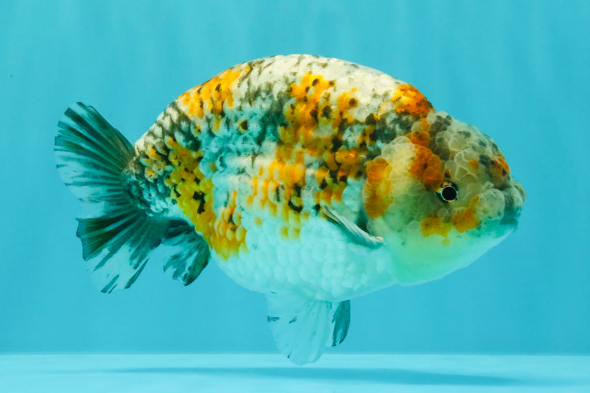 SPECIAL Calico Blue Base Ranchu Male 5.5 Inches #100226RC_20