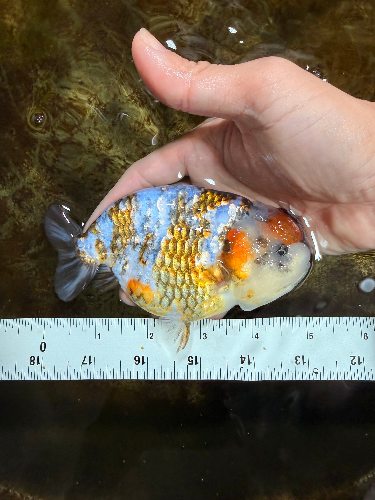 A Grade Calico Blue Base LionQueen 5 inches #103125LC_17