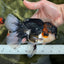 A Grade Tricolor Oranda Male 6.5 inches #060625OR_17