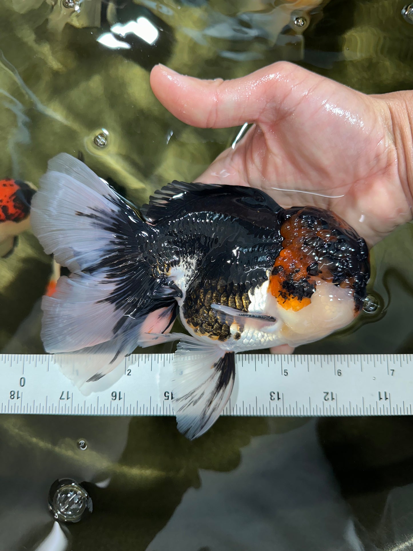 A Grade Tricolor Oranda Male 6.5 inches #060625OR_17