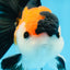 A Grade Tricolor Button Eyes Oranda Male 5 inches #080125OR_30