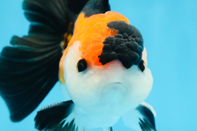A Grade Tricolor Button Eyes Oranda Male 5 inches #080125OR_30