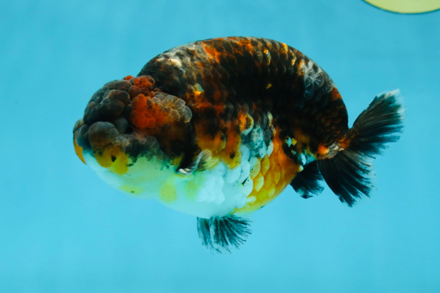 AAA Grade Kirin Tiger LionKing 5 inches #050925LC_04