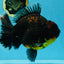 AAA Grade Dark Tiger Godzilla Oranda Female 6.5-7 inches #060625OR_13