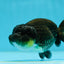 Bulldog Black Lionchu Female 3.5-4 inches #0927LC_19