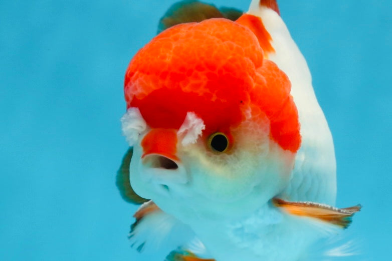 A Grade Pompom Tricolor Yuanbao Male 4 inches #071125YB_17