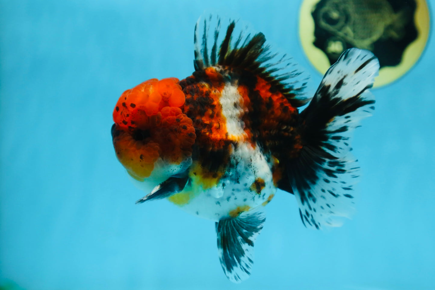 AAA Grade CHUBBY Calico Oranda Male 5.5 inches #082925OR_13