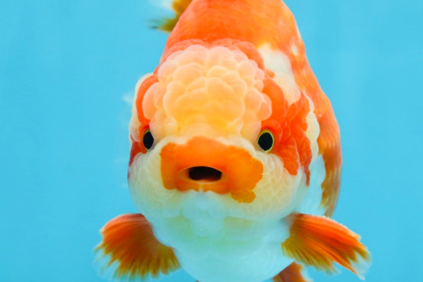 AAA Grade PULLDOG Godzilla Red White Yuanbao 5-5.5 inches #080825YB_25