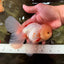 CHICKIE A Grade Red White Oranda Male 6 inches #090426OR_12