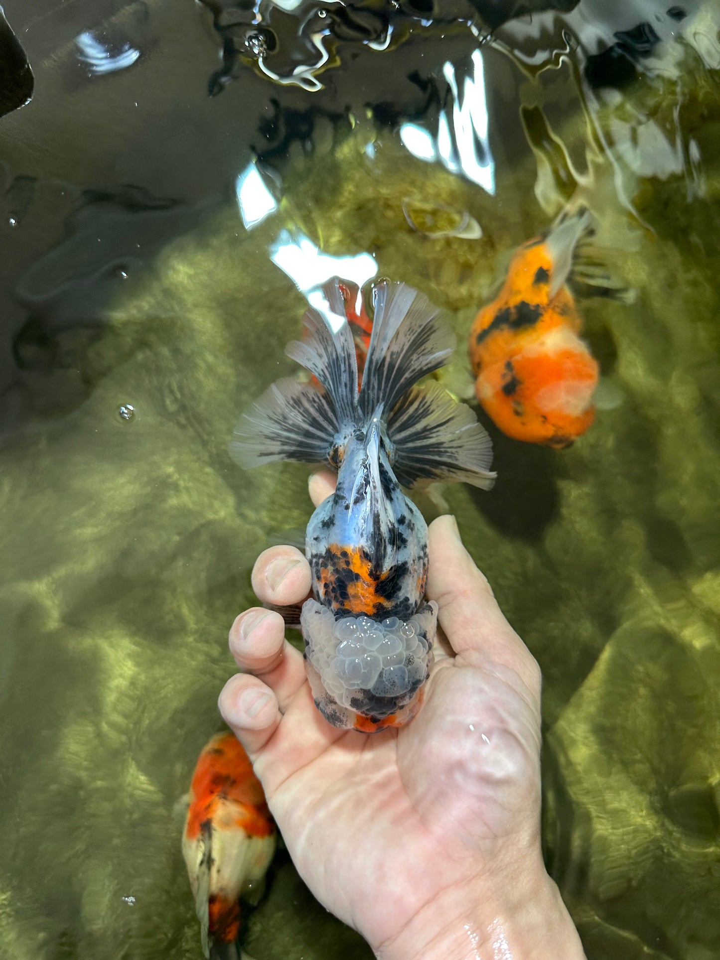 AAA Grade RARE White Tiger Oranda Female 5.5 inches #051625OR_15