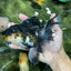 A Grade Tricolor Oranda Female 6 inches #111524OR_14