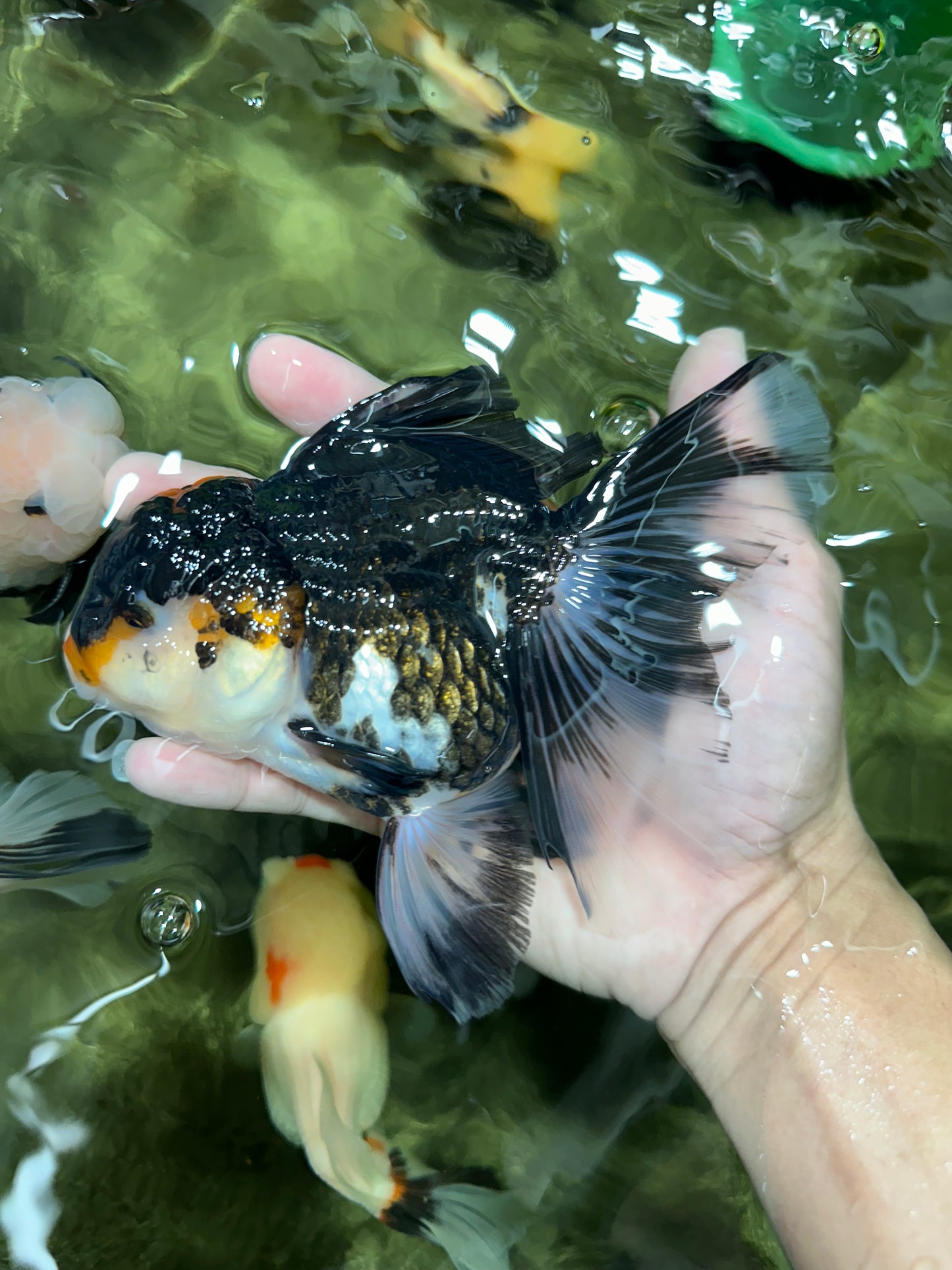 A Grade Tricolor Oranda Female 6 inches #111524OR_14