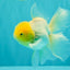 A Grade White Oranda Male 5.5-6 inches #100926OR_18