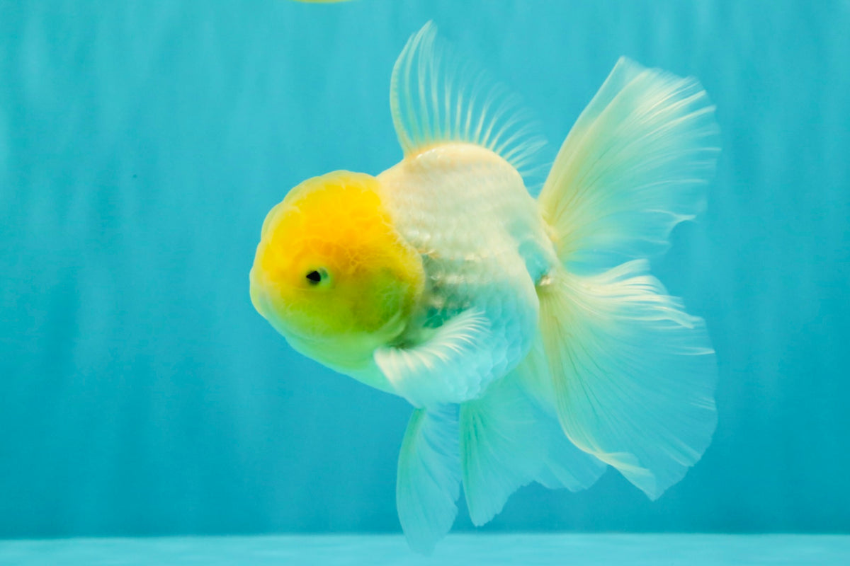 A Grade White Oranda Male 5.5-6 inches #100926OR_18
