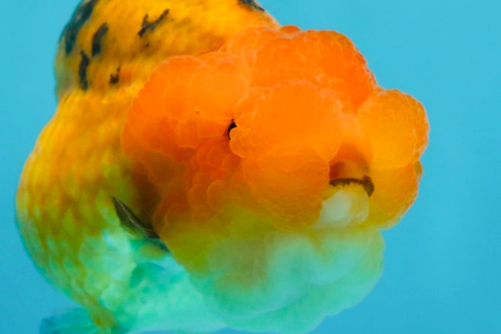 Adorable A Grade Super Cute Apache LionQueen 4 inches #050225LC_14