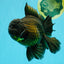 AAA Grade Godzilla Black Copper Oranda Male 7 inches #032026OR_01