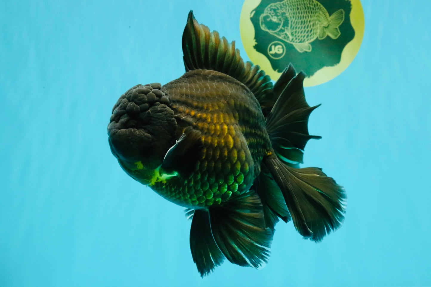 AAA Grade Godzilla Black Copper Oranda Male 7 inches #032026OR_01