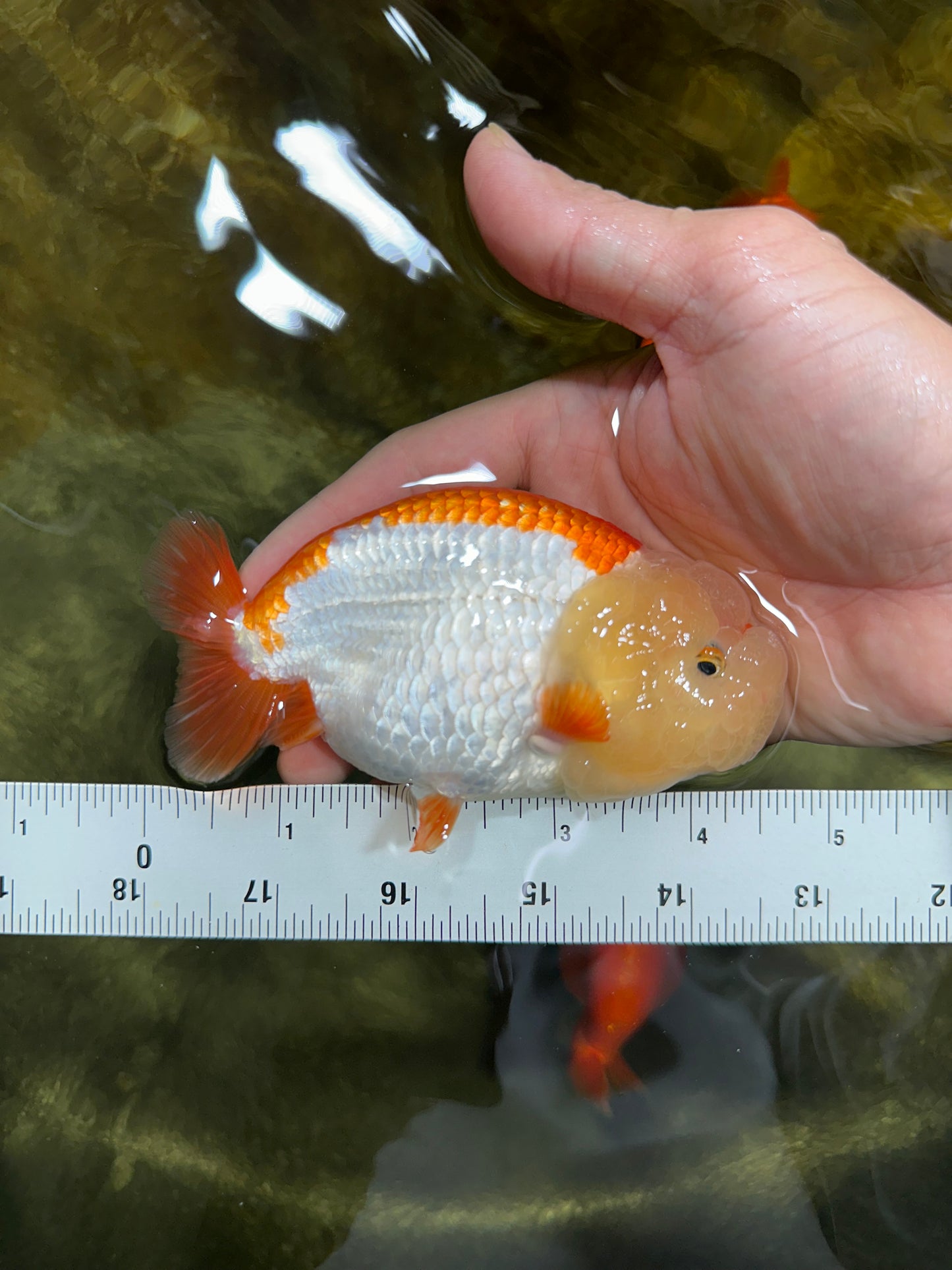 THE CUTEST WEN EVER A Grade Red White LionQueen 4.5 inches #042525LC_13