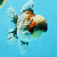 BULLDOG AAA Grade Calico Kirin Oranda Male 6.5 inches #040326OR_20