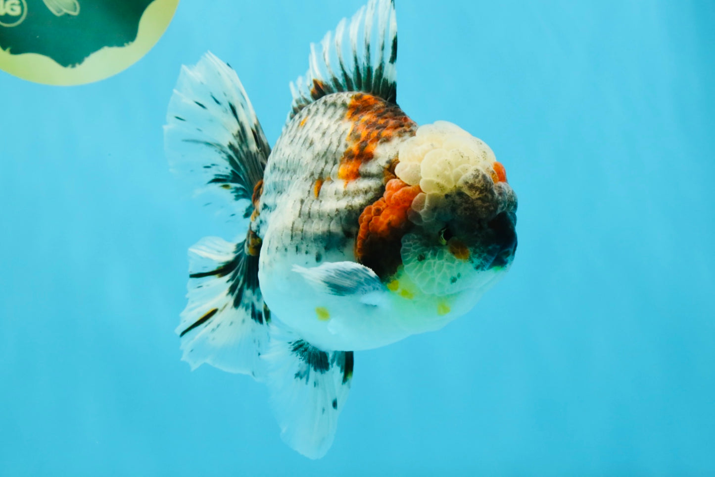 BULLDOG AAA Grade Calico Kirin Oranda Male 6.5 inches #040326OR_20