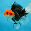 A Grade Tricolor Oranda Female 5-5.5 inches #080825OR_12