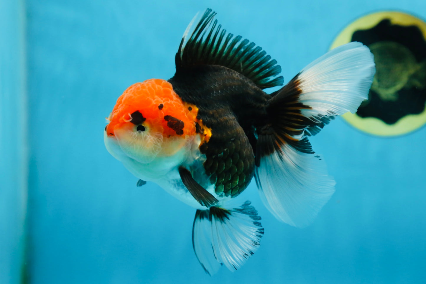 A Grade Tricolor Oranda Female 5-5.5 inches #080825OR_12