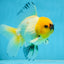 A Grade UNIQUE Lemonhead Oranda Male 5-5.5 inches #090525OR_13