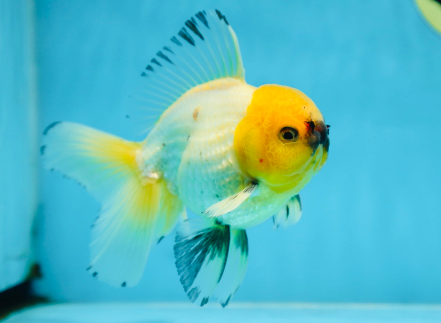 A Grade UNIQUE Lemonhead Oranda Male 5-5.5 inches #090525OR_13