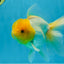 A Grade Lemonhead Oranda Male 5.5 inches #072525OR_10