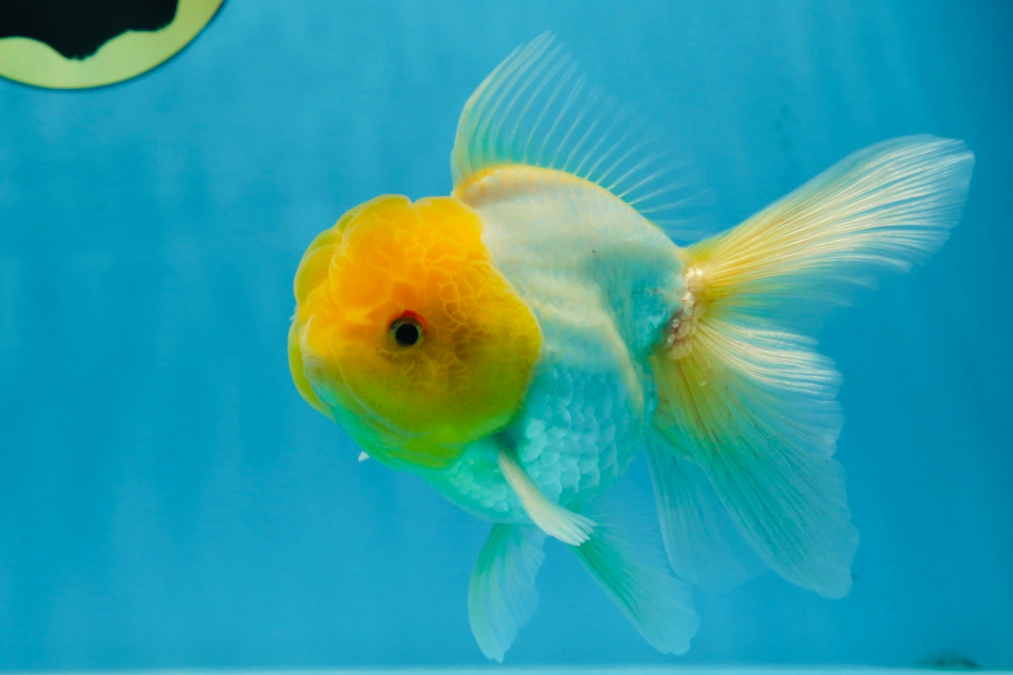 A Grade Lemonhead Oranda Male 5.5 inches #072525OR_10