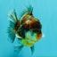 CHONKY AAA Grade Calico Kirin Yuanbao Male 5.5 inches #050826YB_08
