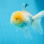 AAA Grade Lemonhead Oranda Male 4.5-5 inches #0830OR_12