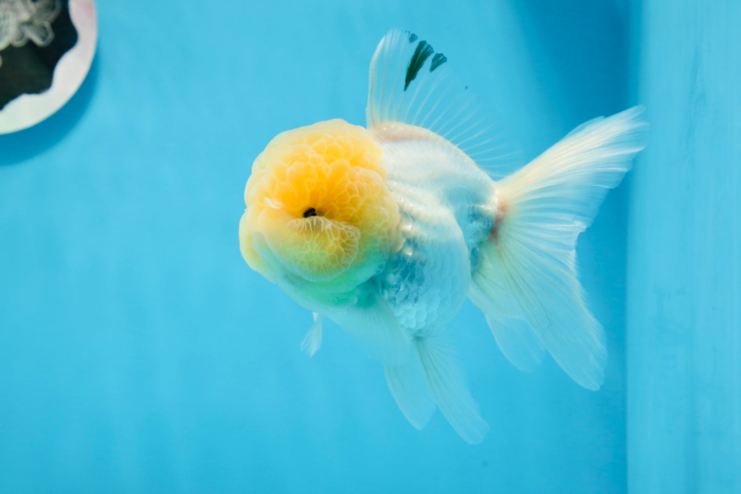 Oranda macho de cabeza de limón de grado AAA de 4,5 a 5 pulgadas n.º 0830OR_12