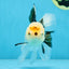 A Grade Button Nose Tricolor Oranda Female 5 inches #020725OR_19