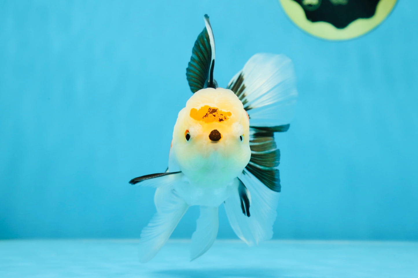 A Grade Button Nose Tricolor Oranda Female 5 inches #020725OR_19