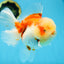 A Grade FLUFFY WEN Sakura Oranda Female 6  inches #091225OR_14