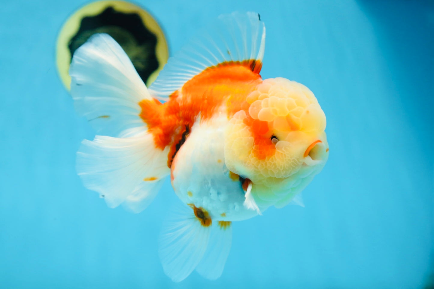 A Grade FLUFFY WEN Sakura Oranda Female 6  inches #091225OR_14