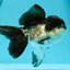 🐼 Panda Oranda Hembra 4.5-5 pulgadas #0517OR_04